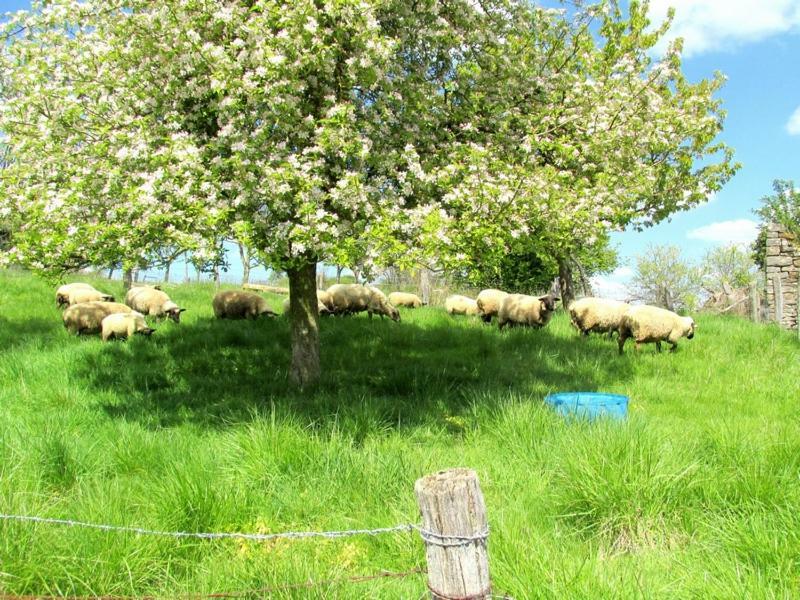 La Taniere Douce Bed and Breakfast Soulaucourt-sur-Mouzon Exteriör bild